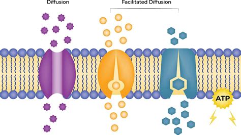 Image result for Diffusion Membrane