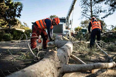 Tree Removal Failures 的图像结果