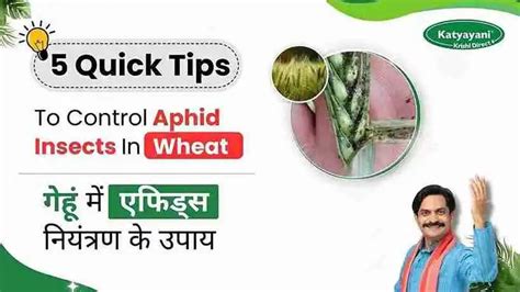 Wheat Aphid Management | Top Solutions for Aphid Control in Wheat