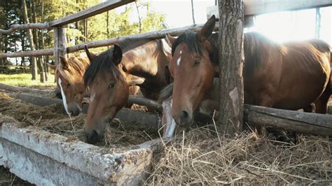 A flock of horses eating hay 46132145 Stock Video at Vecteezy