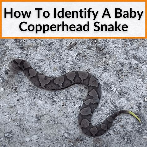 Copperhead Snake Vs Rattlesnake at Gilberto Mccord blog
