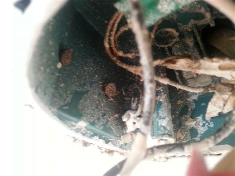 Image result for Light Switch Back Box Loose