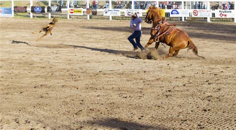 Roping Competition 的图像结果
