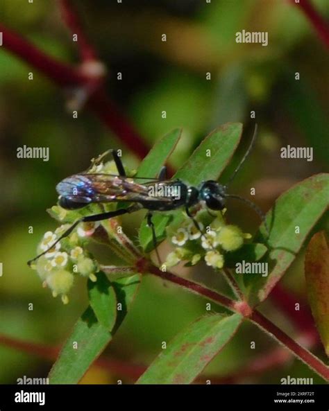 Blue Mud-dauber Wasps (Chalybion) Insecta Stock Photo - Alamy