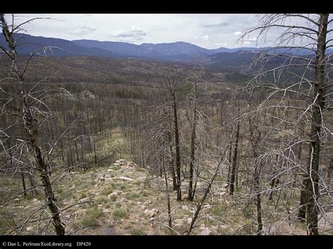 Image result for Secondary Succession Fire Example