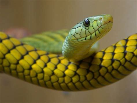 Snake Game Using Python 的图像结果