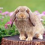 Image result for Baby Mini Lop Bunnies