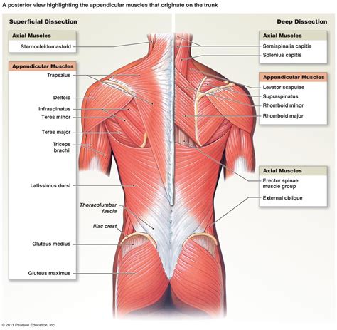 Image result for Skeletal System Muscular System