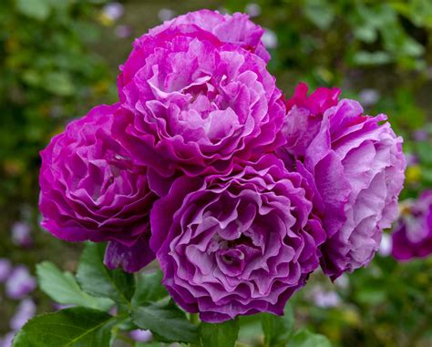 Types Of Rose Flowers Pictures | Best Flower Site