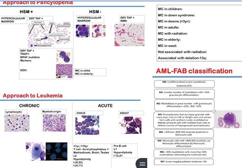 Diagram of Integrated Hematology 3 | Quizlet