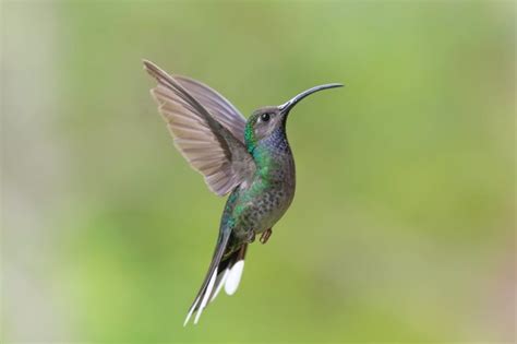 Image result for Hummingbird Spring Arrival Map