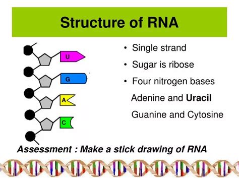 Basic Structure of RNA 的图像结果