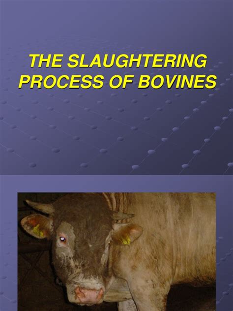 Slaughter Process 的图像结果
