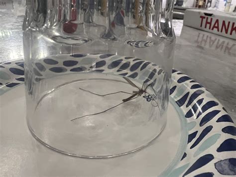 Found in Detroit area Michigan inside the fridge! : r/whatsthisbug
