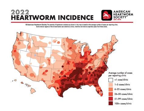 Understanding Heartworm Disease: Symptoms, Prevention, and Treatment ...