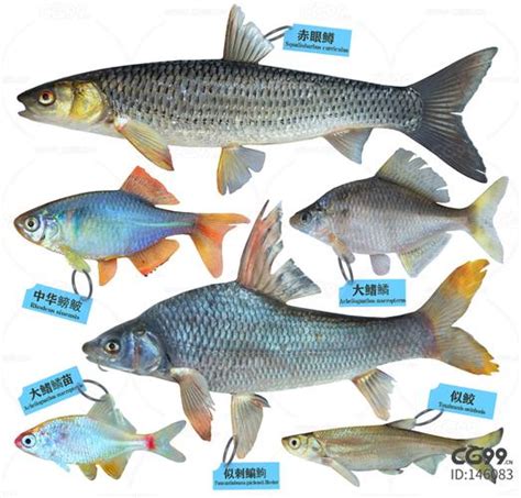 2024最新鱼种类名称图片-鱼种类名称图片大全-配图网