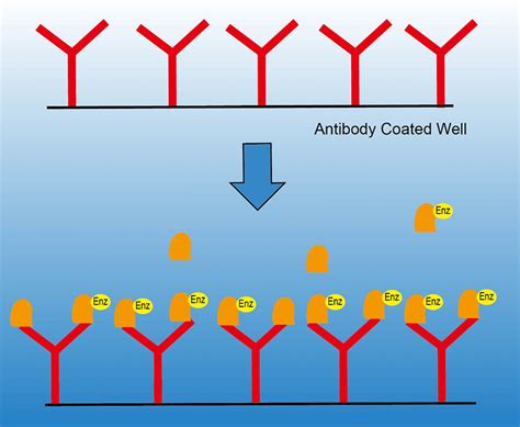 Image result for Competitive ELISA Protocol