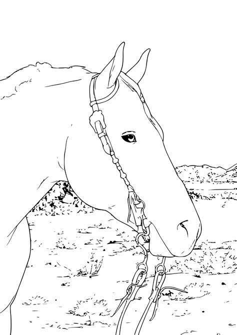 Real Horse Coloring Pages