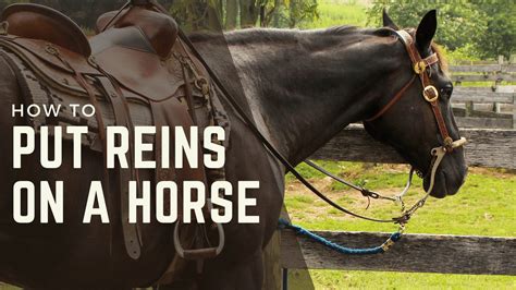 Understanding Horse Reins: Their Purpose, Types, and Proper Use ...