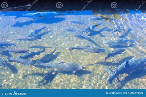 Big trout fisheries stock photo. Image of freshwater - 36066132