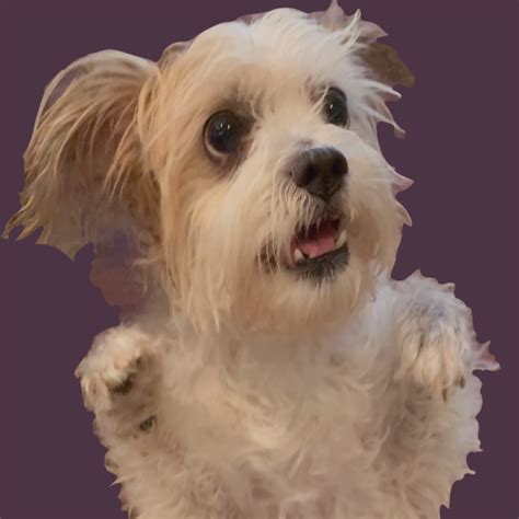 C-WAGS Rally Dog Obedience - App on Amazon Appstore