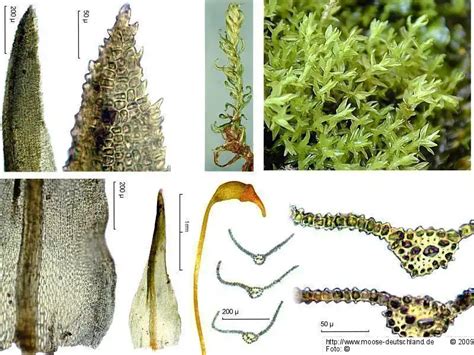 Verbreitung Dichodontium pellucidum (Hedw.) Schimp. | Moose ...