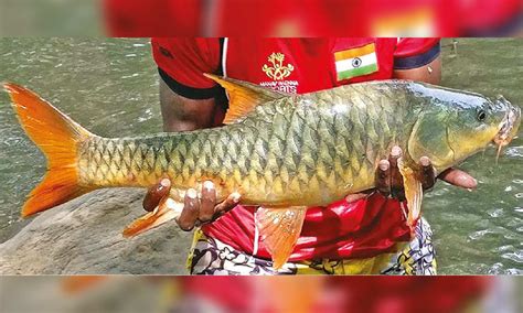 Dams, sand mining and pollution endanger 'Tiger of Cauvery'