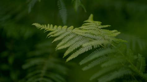 Kōkua for Maui | Hawaiian Community Assets