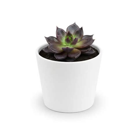 Echeveria Black Prince Plant Sapling (1Pc) – The Affordable Organic Store