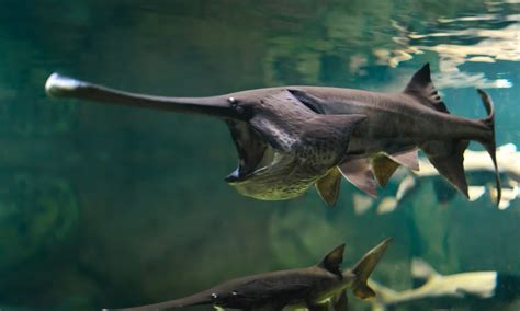 Chinese Paddlefish Fish Facts - Psephurus gladius - A-Z Animals