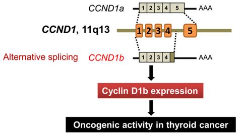 CCND1 Splice Variant as A Novel Diagnostic and Predictive Biomarker for ...