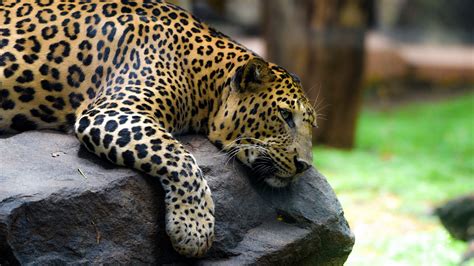 Download wallpaper 2560x1440 leopard, pose, stone, predator widescreen ...