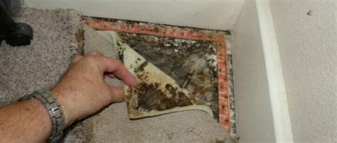 Image result for Ermi Testing vs Air Sampling Dust