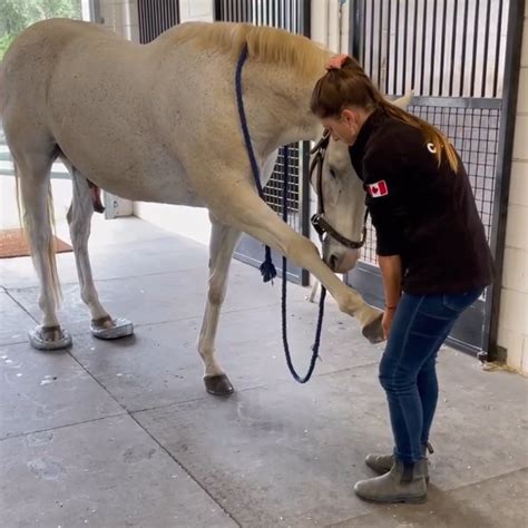 Yoga4Horses: CORE Strengthening Exercises – El Colorado Equine Rehab