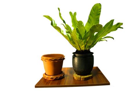 Asplenium Nidus: A Complete Plant Guide – ChhajedGarden.com