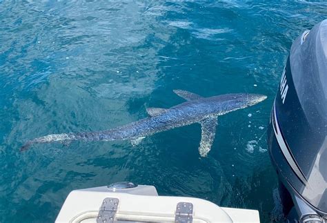 WHIPTAIL ADVENTURES (2026) All You Need to Know BEFORE You Go (with ...