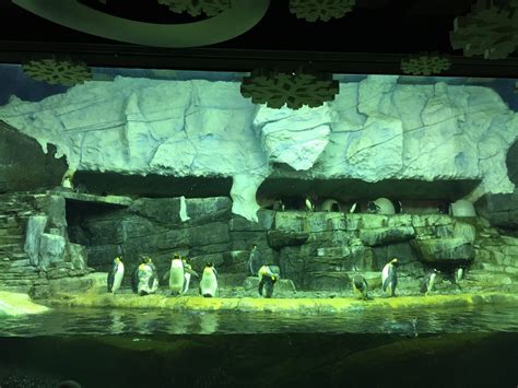 Newport Aquarium Ky Parking at Leticia Martinez blog