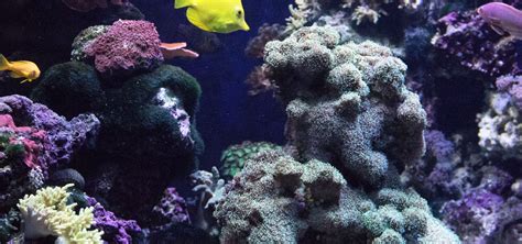 Oklahoma Aquarium Jenks, OK | Official Website