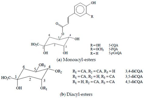 Consumption of Chlorogenic Acids through Coffee and Health Implications