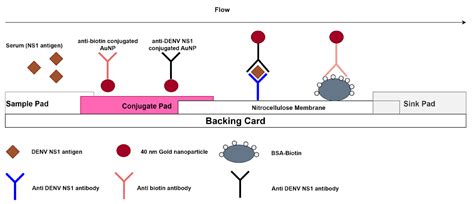 Laboratory Evaluation and Field Testing of Dengue NS1 and IgM/IgG Rapid Diagnostic Tests in an ...