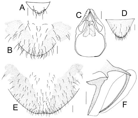 Species Delimitation in the Bark Louse Genus Neostenopsocus Liang & Liu ...