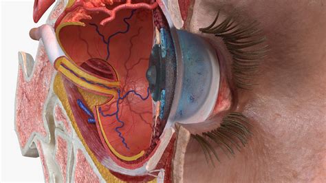 3D Human Eye Cross Section Anatomy Model - TurboSquid 2386010