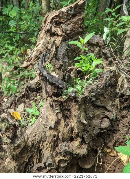 Image result for Oak Tree Rot Base of Trunk