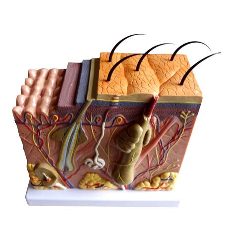 Buy Human Anatomical Skin Subcutaneous Tissue Dissection Medical Teach ...