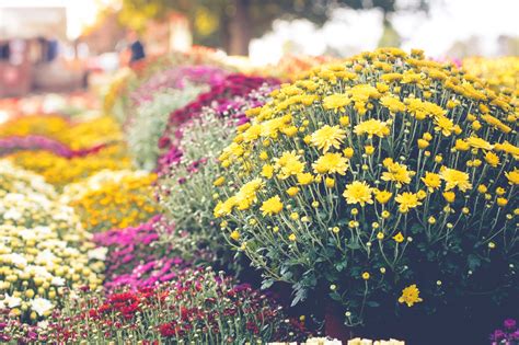 How to Grow and Care for Hardy Chrysanthemums (Garden Mums)