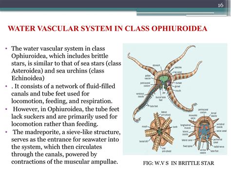 Water Vascular System