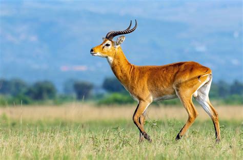 30 Animals Beginning With K - Meredith Plays