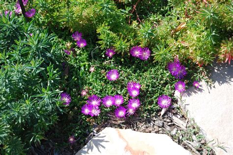Purple Succulent Flower
