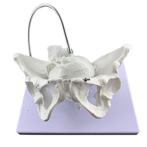 Buy 1:1 Life Size Maternal Midwifery Female Pelvis Model, Childbirth ...