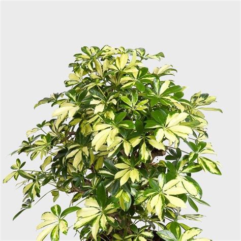 Schefflera Arboricola Trinette - 130 cm